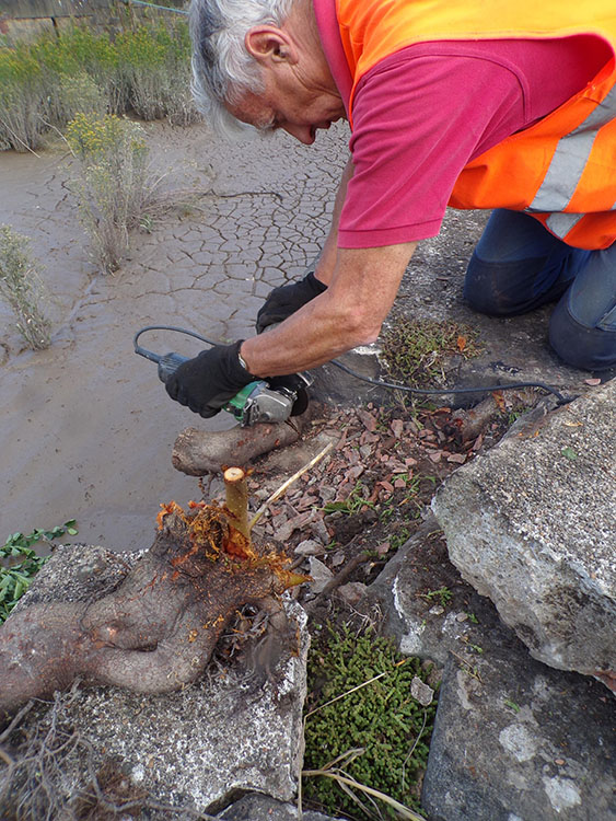 Ian cutting a destructive root growing inside stonework